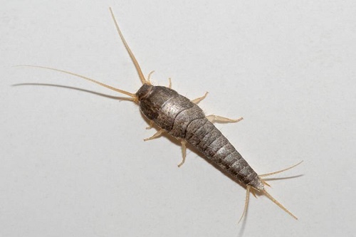 Уничтожение чешуйниц в квартире