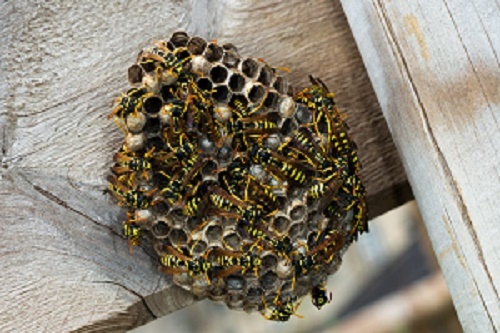 Уничтожение ос